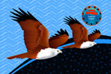 2 Brahminy Kites 5
