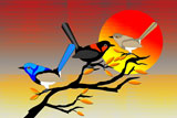 3FairyWrens3