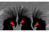 3PalmCockatoos5