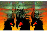3PalmCockatoos7