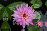 AmericanBeautyWaterLily