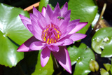 American Beauty WaterLily