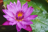 American Beauty WaterLily