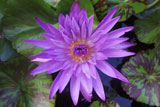 BlueAsterWaterLily
