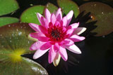 Perry'sBabyRedWaterLily
