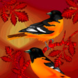 Baltimore Orioles.