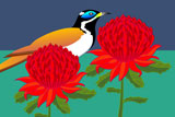 BlueCheekedHoneyEaterAndWaratah