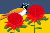 BlueCheekedHoneyEaterAndWaratah2