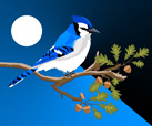 Blue Jay Moon.