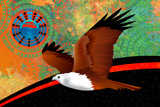 Brahminy Kite 6