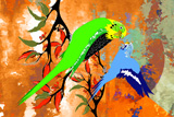 BushFire Budgies 4