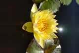 Carla's Sonshine Waterlily