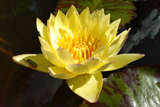 Carla's Sonshine Waterlily