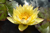 Carla's Sonshine Waterlily