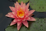 ColoradoWaterLily