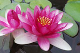 ConquerorWaterLily