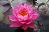 Fire Opal WaterLily