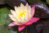 Gregg'sOrangeBeautyWaterlily