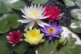 LitoriaGracilusAndWaterLilies
