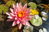 ColoradoWaterLily