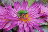 MiamiRose WaterLily