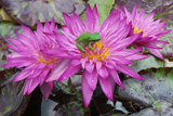 MiamiRose WaterLily