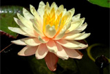 MangkalaUbolWaterLily