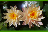 MangkalaUbolWaterLily