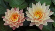 MangkalaUbolWaterLily
