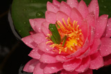 Mayla WaterLily