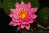 Mayla WaterLily