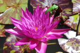 MiamiRose WaterLily