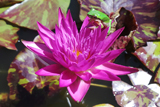 MiamiRose WaterLily