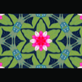 Mirror Mirror Lotus.