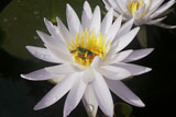 OdorataWaterLilyAndLitoriaFallax