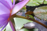 PanamaPacificWaterLilyAndLitoriaFallax
