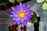 PanamaPacificWaterLily