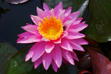 Perry'sViviparousPinkWaterLily