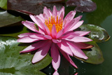 Perry'sViviparousPinkWaterLily