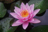 PinkWaterLily