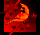 Red Cardinal