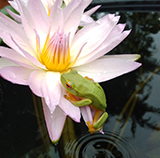 Southern Son Waterlily.