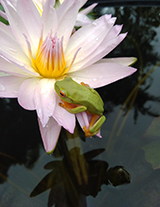 Southern Son Waterlily.