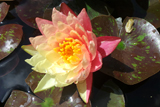 WanvisaWaterLily