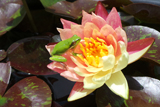 WanvisaWaterLily