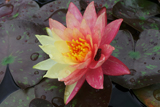 WanvisaWaterLily