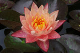 WanvisaWaterLily