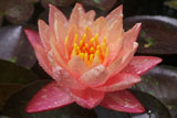 WanvisaWaterLily