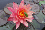 WanvisaWaterLily