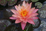WanvisaWaterLily